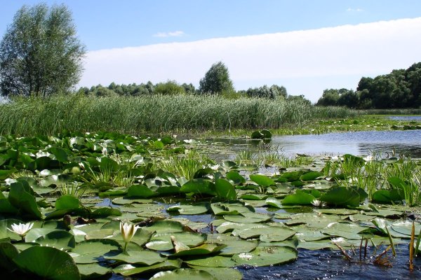 Воронежский район природа