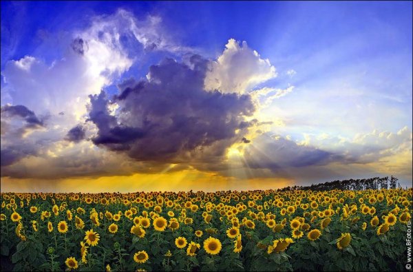 Подсолнухи в грозу