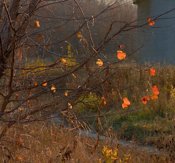 Пасмурный осенний день