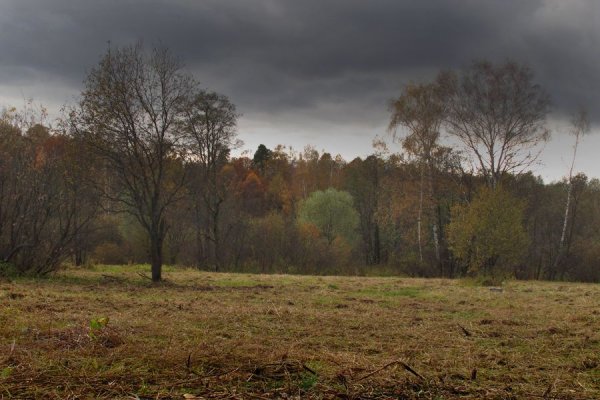 Осенний пасмурный лес