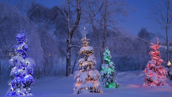В новогоднем лесу