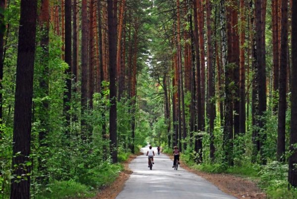 Заельцовский Бор Новосибирск