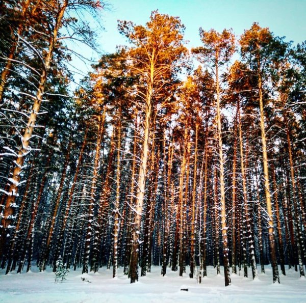 Заельцовский парк Новосибирск