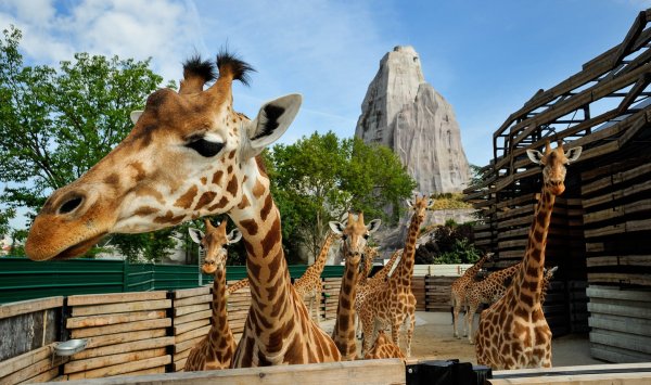 Зоологический парк