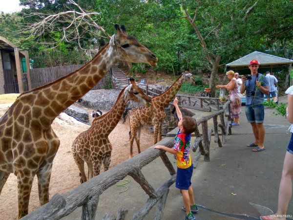 Московский сафари парк