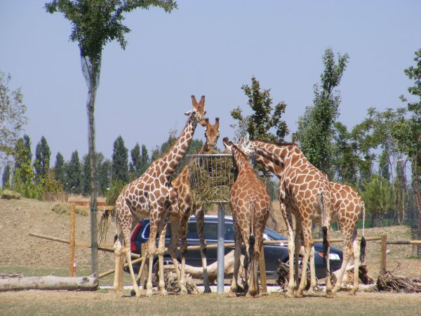 Сафари Равенна