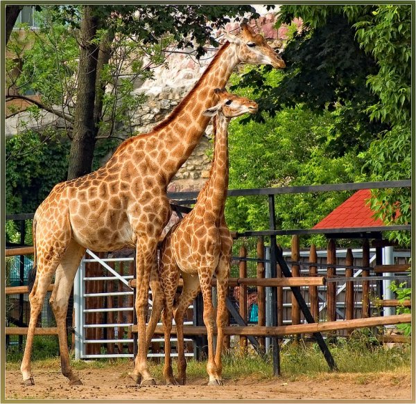 Жираф из Московского зоопарка