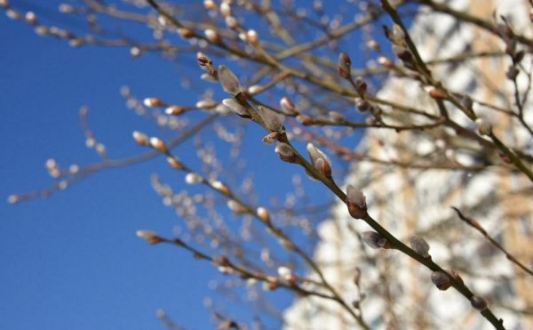 Весеннее солнце март-апрель
