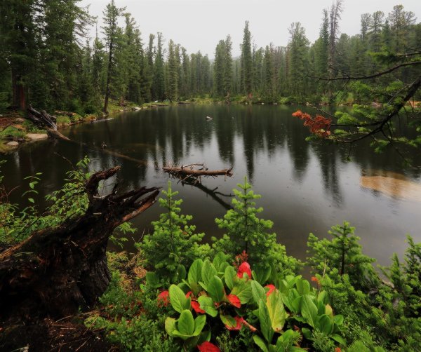 Река Синанца Тайга