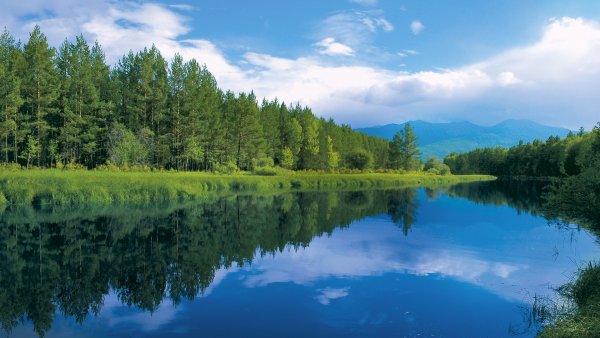 Природа лес озеро