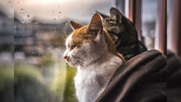 Кот окно дождь