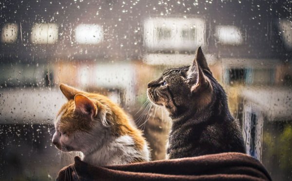 Кот осень дождь