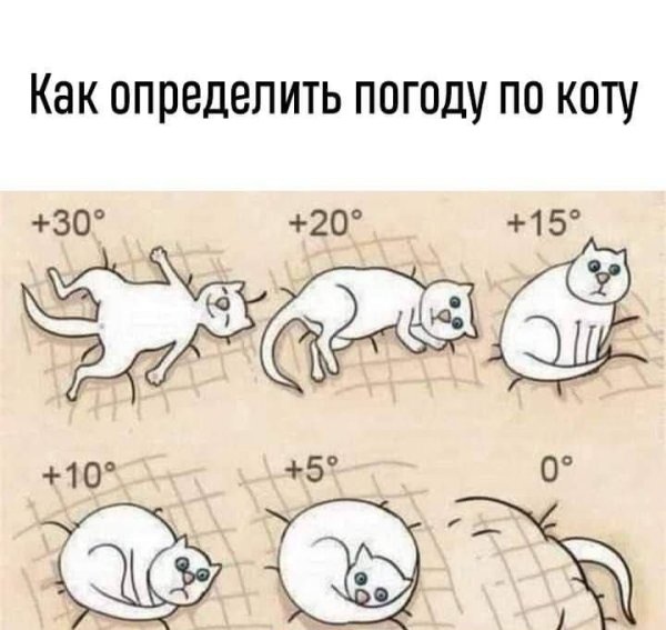 Как понять погоду по коту