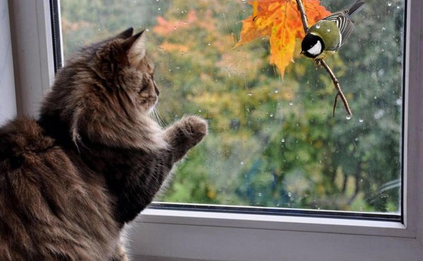 Осень кот на окошке