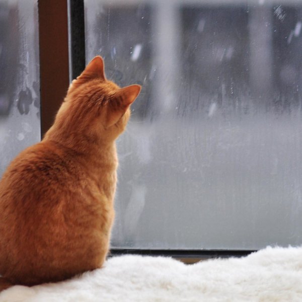 Кот на окне зима