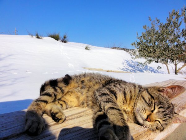 Кошки синоптики