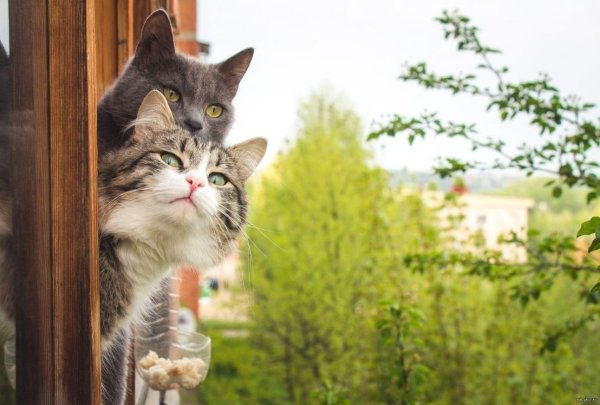 Коты радуются весне