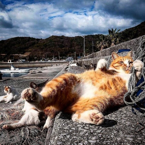 Кот на берегу моря