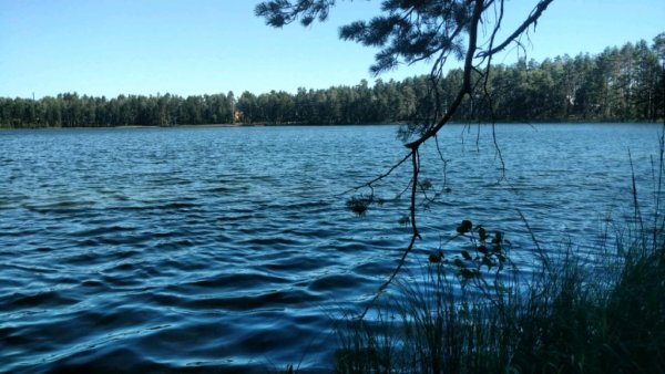 Озеро карась в Марий Эл Сосновый Бор