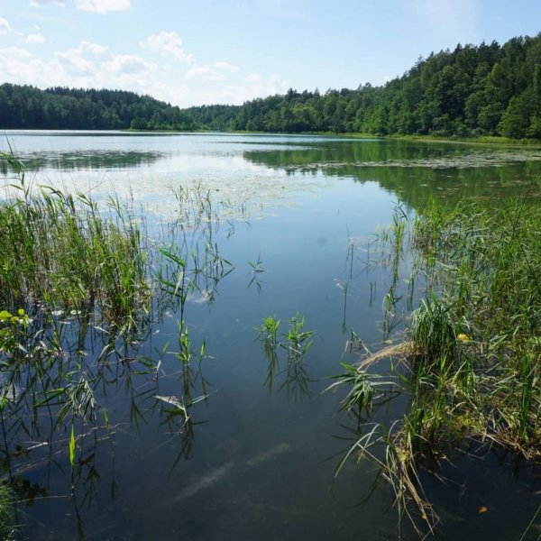 Озеро шо Витебская область