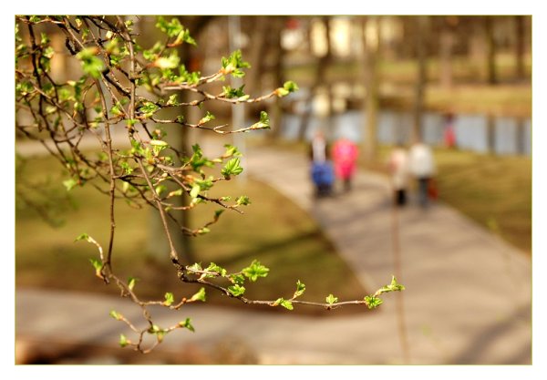 Фото парка для коллажа своими руками