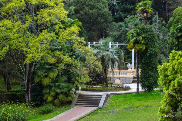 Сочи Ботанический сад Дендрарий