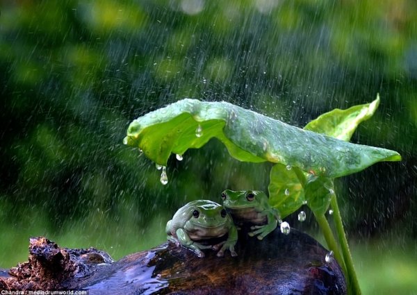 Лягушка под дождем