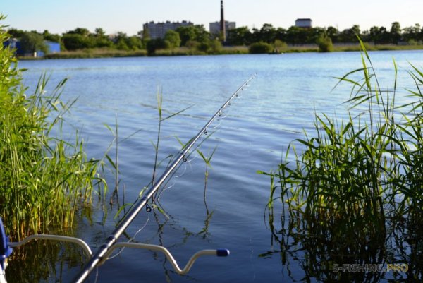 Рыбалка в камышах