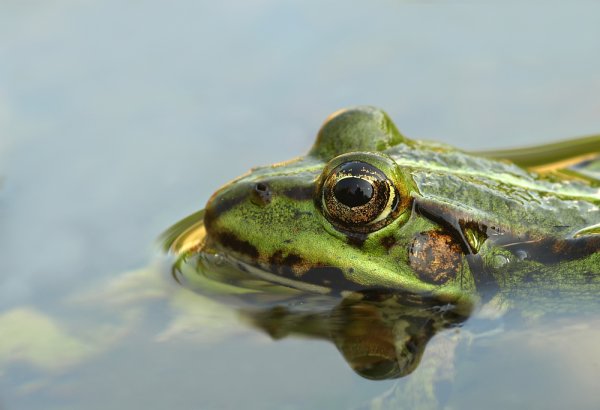 Лягушка Ионду eljylf