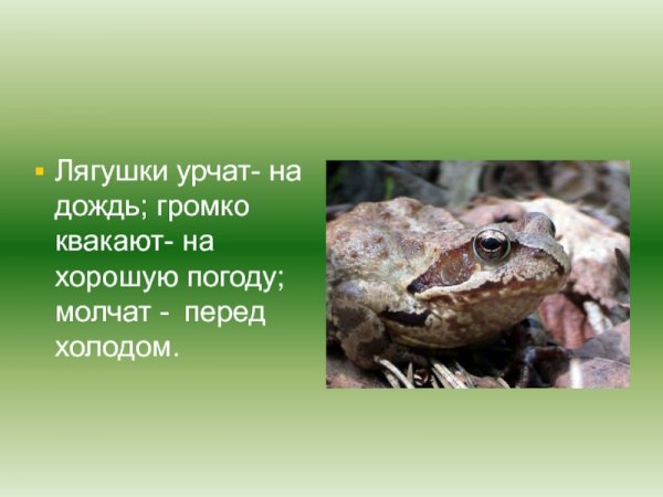 Урчат лягушки