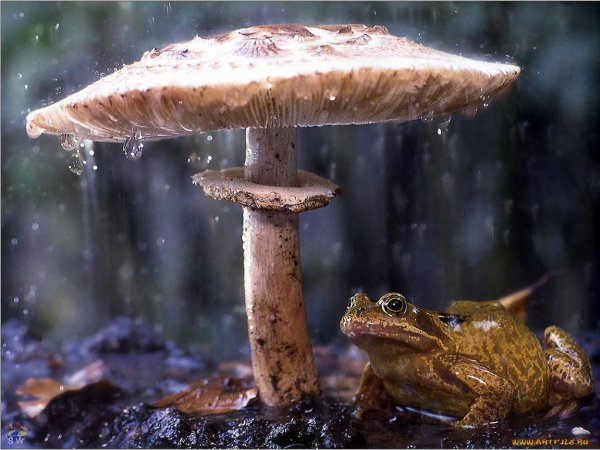 Животные под дождем