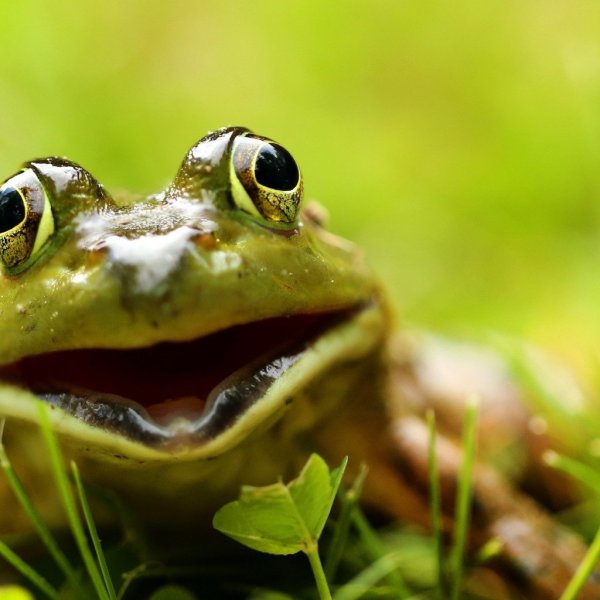 Красивая жаба