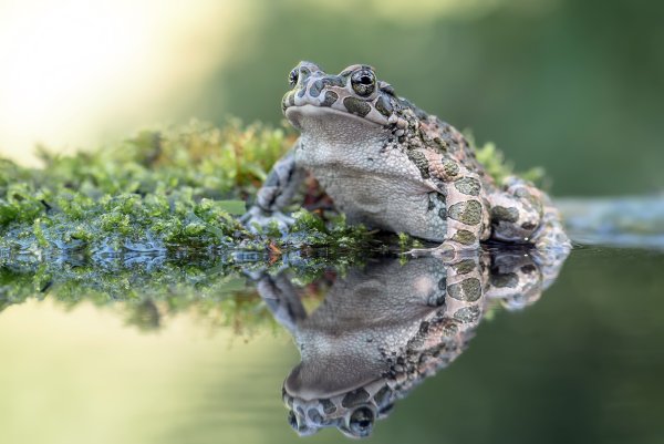 Морская лягушка