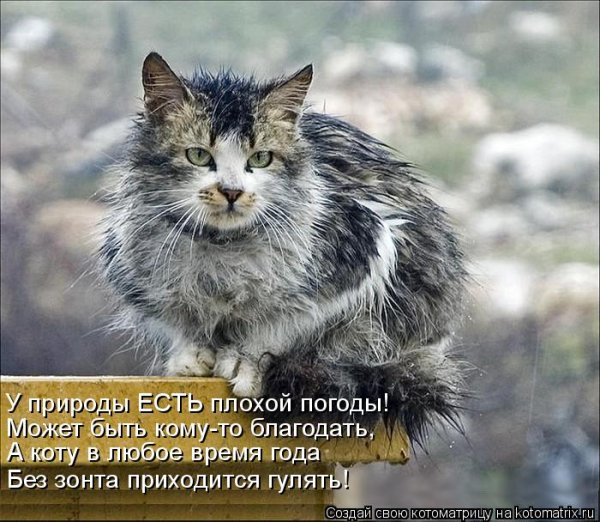 Смешные коты в плохую погоду