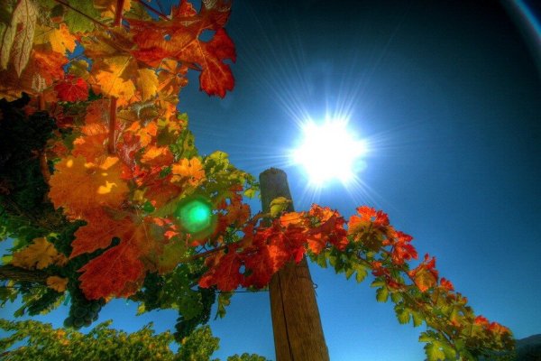 Голубое небо яркие цветы Золотая осень чудной красоты