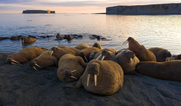 Национальный парк русская Арктика Атлантический морж