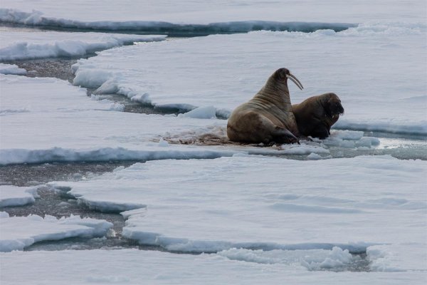 Парк русская Арктика Архангельск