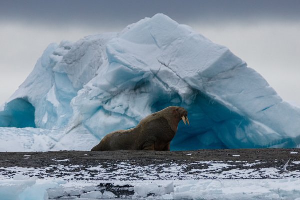 Николай Гернет Арктика