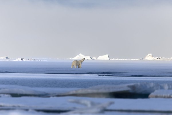 Нац парк русская Арктика Архангельск