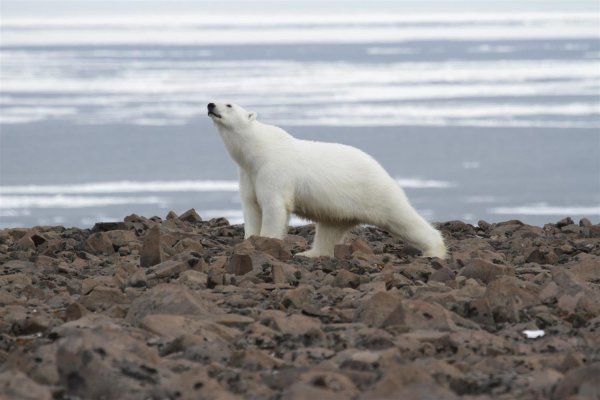 Национальный парк русская Арктика