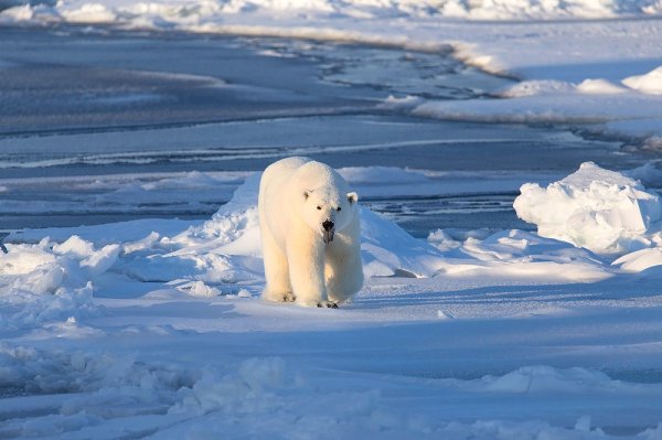 Национальный парк русская Арктика