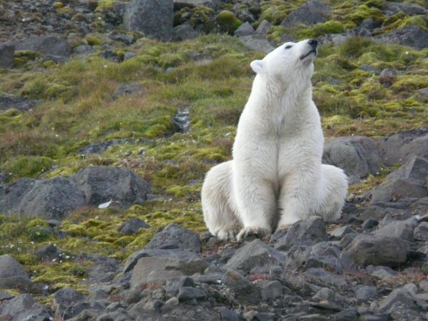 Национальный парк русская Арктика