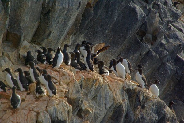 Национальный парк русская Арктика птичьи базары