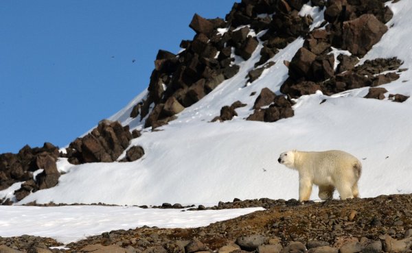 Заповедник земля Франца Иосифа