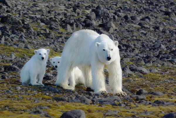 Национальный парк русская Арктика
