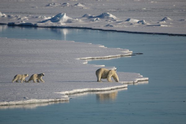 Национальный парк русская Арктика