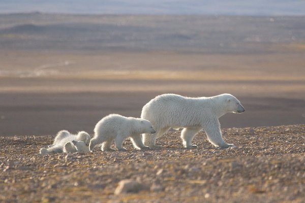 Национальный парк русская Арктика новая земля