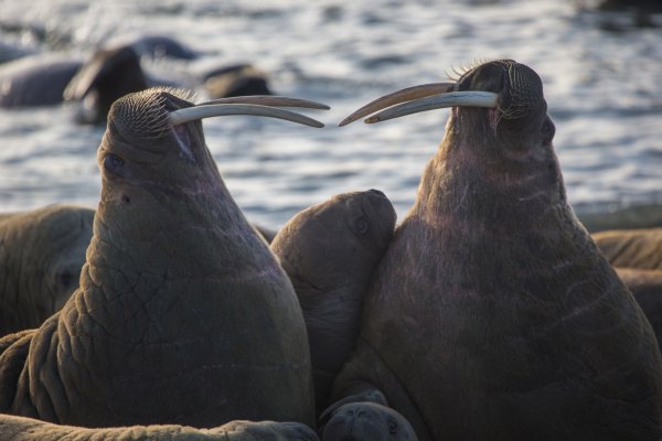 Национальный парк русская Арктика Атлантический морж