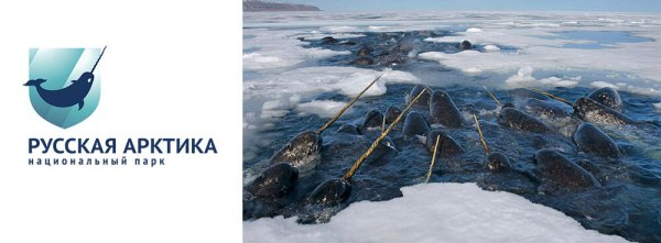 Русская Арктика национальный парк официальный сайт