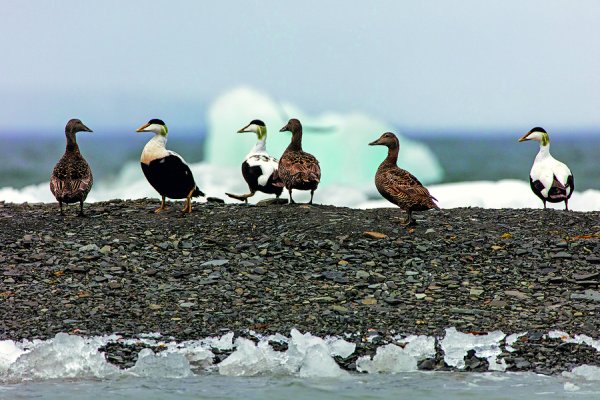 Самый большой национальный парк русская Арктика птицы